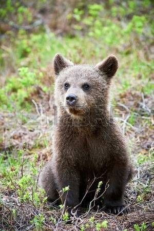 58919174-brown-bear-cub-sitting-between-cranberry-plants-in-the-finnish-taiga