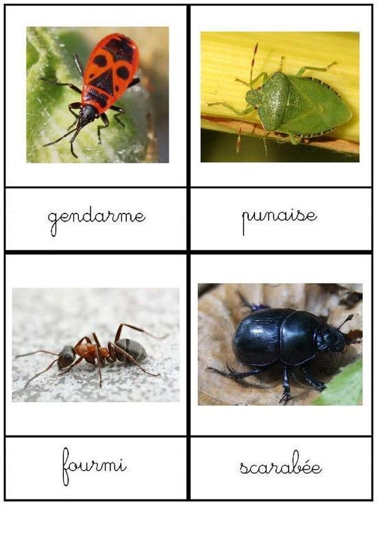 nomenclature insectes !!