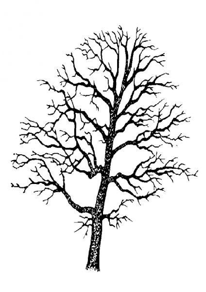 arbre-silhouette-page-010