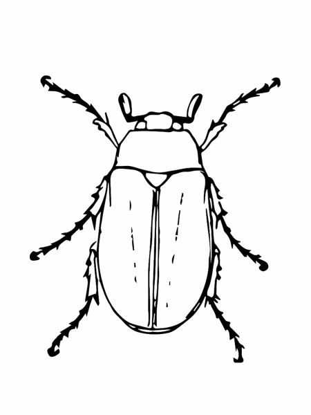 coloriage-insecte-9