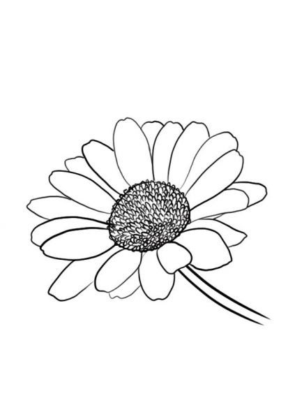 dessin-fleur-marguerite-etape-6