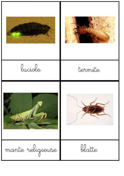 nomenclature-insectes-24cartes-10x13-5cm-6pages-page-002