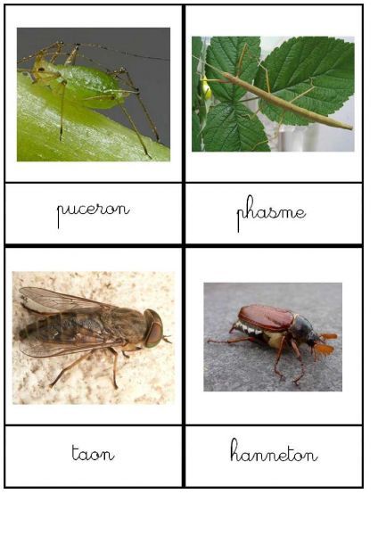 nomenclature-insectes-24cartes-10x13-5cm-6pages-page-003