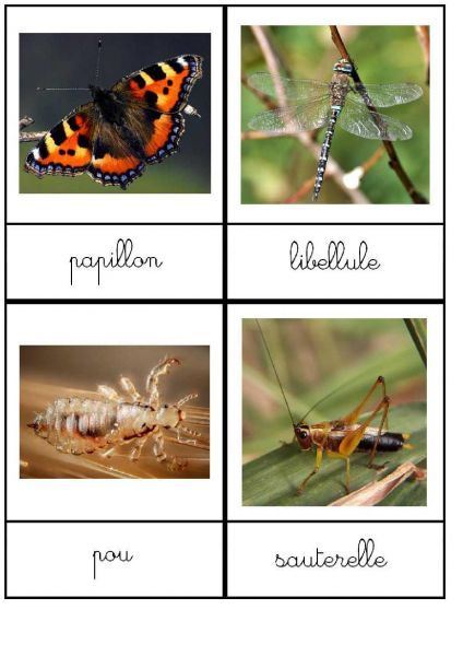nomenclature-insectes-24cartes-10x13-5cm-6pages-page-005