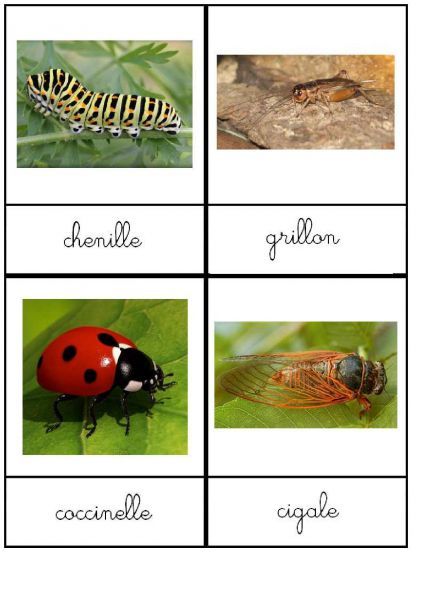 nomenclature-insectes-24cartes-10x13-5cm-6pages-page-006