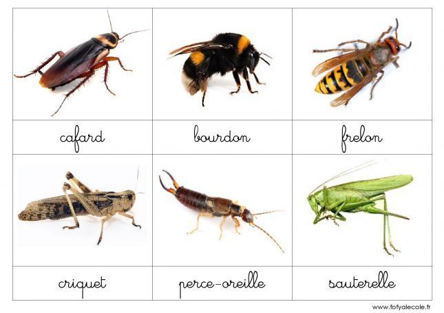 nomenclature-les-insectes-et-autres-petites-betes-page-002