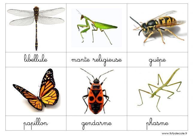 nomenclature-les-insectes-et-autres-petites-betes-page-003