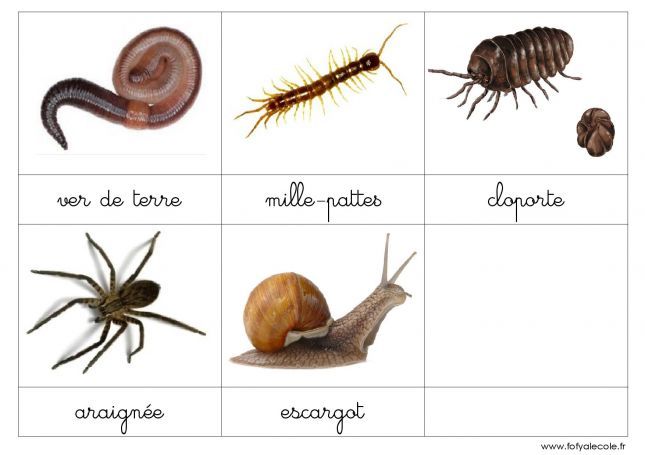 nomenclature-les-insectes-et-autres-petites-betes-page-004