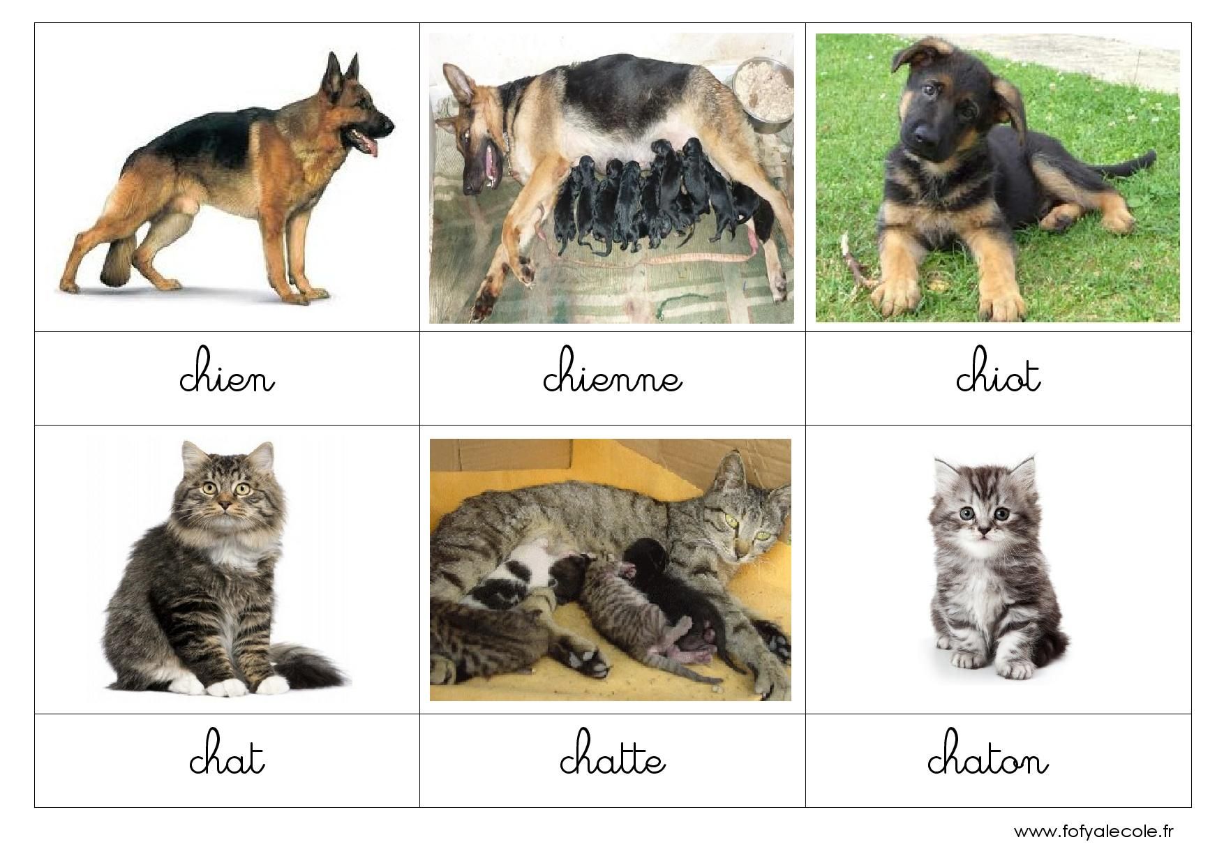 Nomenclature Les Animaux