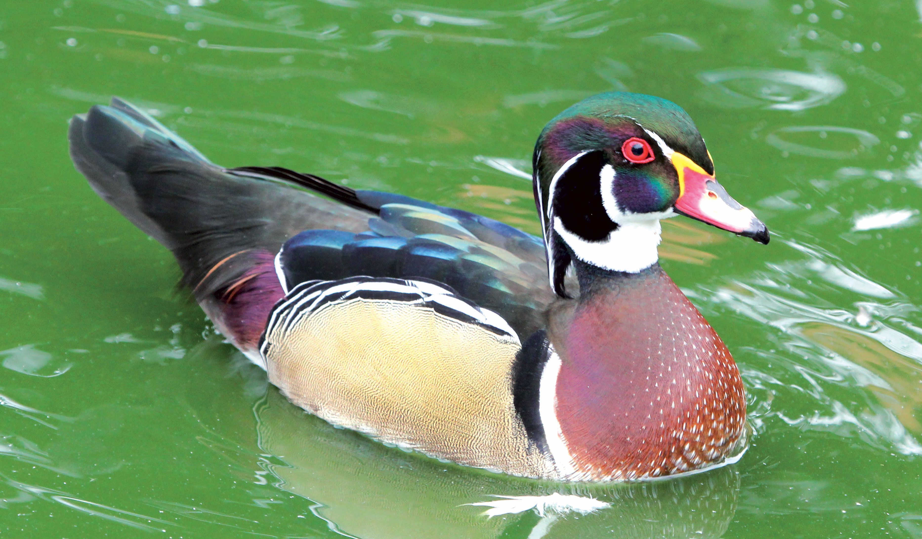 Les Canards Dans La Mare Les Canards Dans La Mare