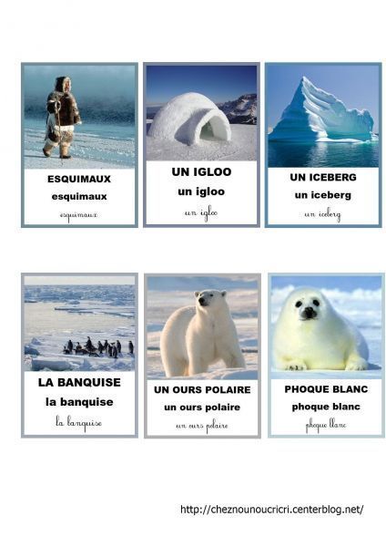 Cartes de nomenclatures, la banquise et les animaux polaires - Le